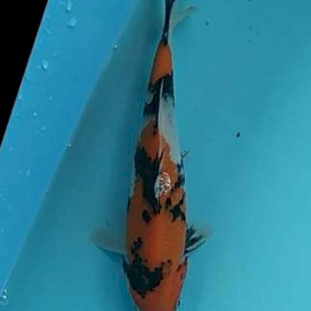 Showa~23cm