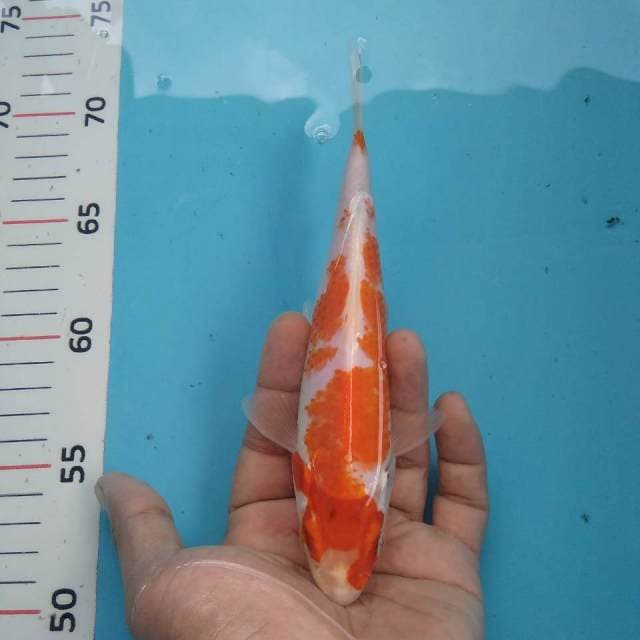 Kohaku~20cm