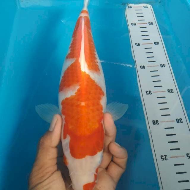 Kohaku 32 cm