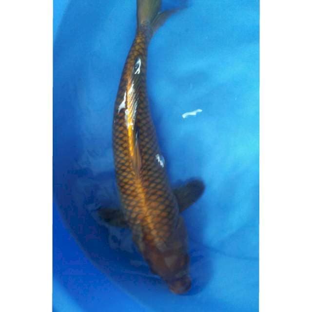 Chgoi tembaga 45cm