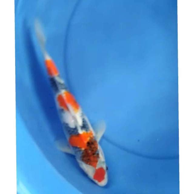 Maruten showa 35cm
