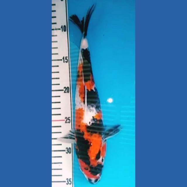 Showa 23cm - original