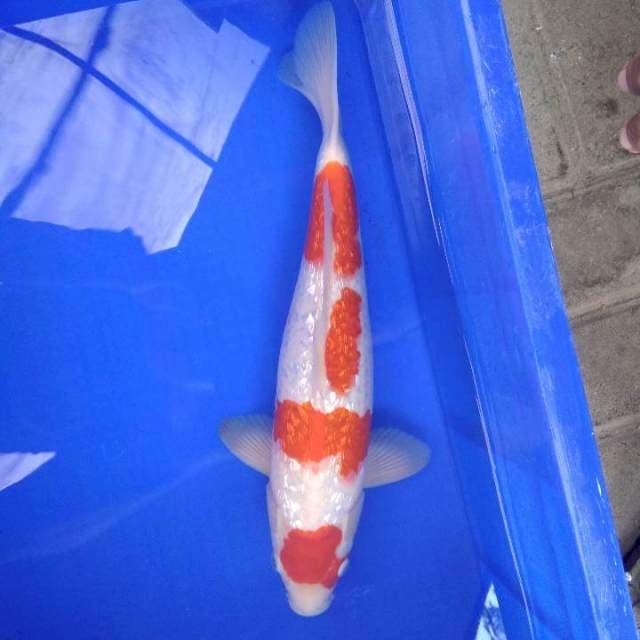 KOHAKU GINRIN CANTIK