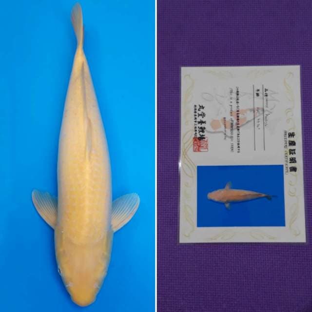 Marudo karashi 50cm