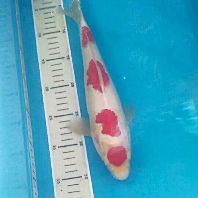 Kohaku, 33cm
