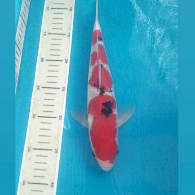 Yondan Sanke, 30 cm