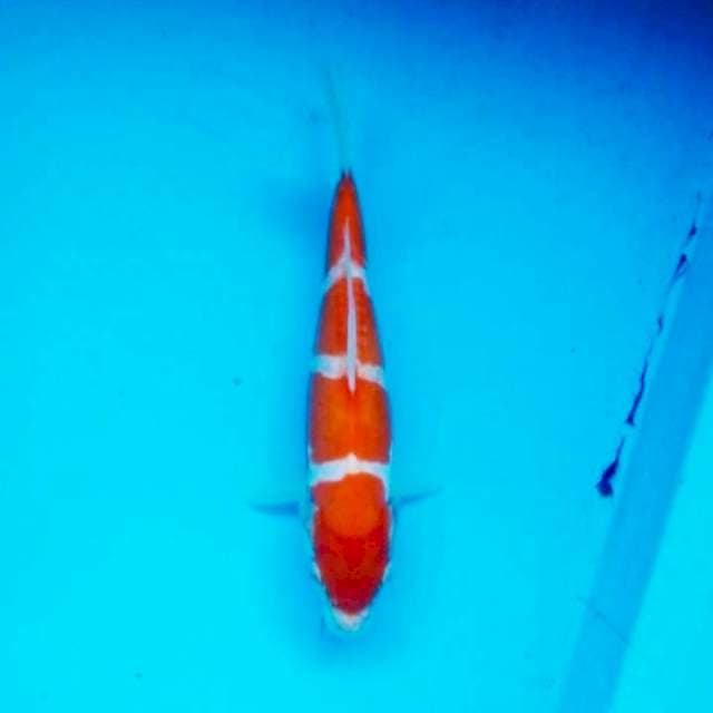 Kohaku doit murni prospek 22cm