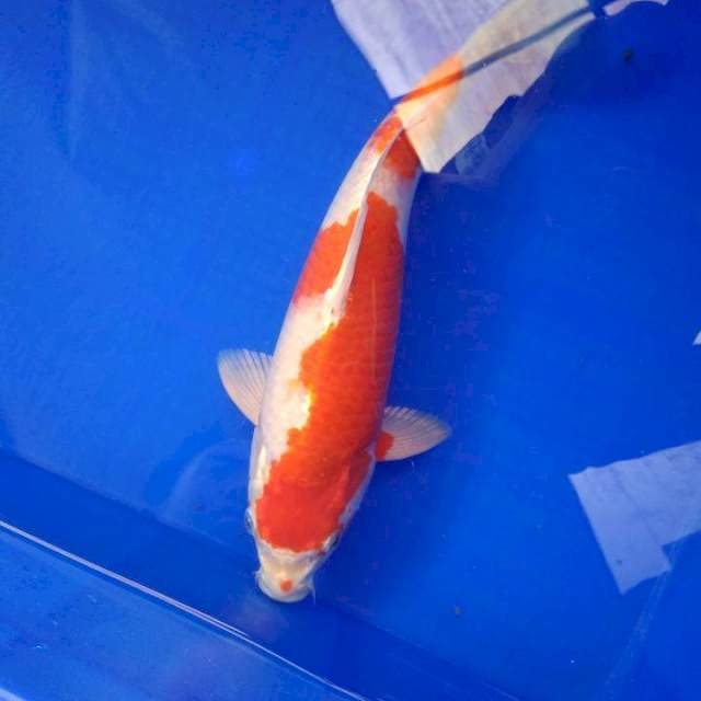 KOHAKU HIKARI