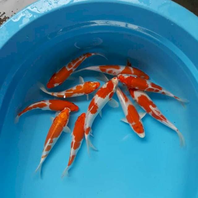 Paket 10 ekor Kohaku hikari