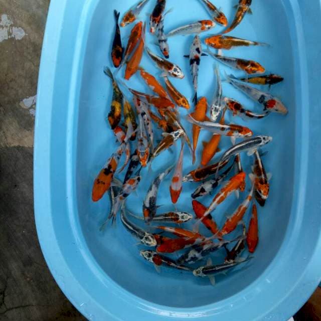 Koi mix 60 ekor