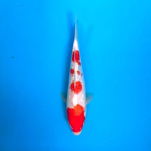 III. Ginrin Kohaku 21cm