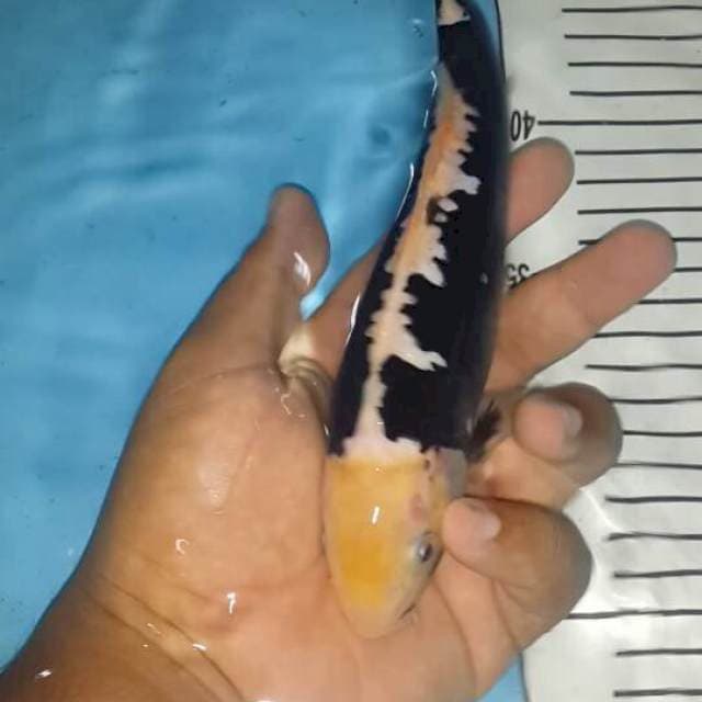 jantan 23 cm murni