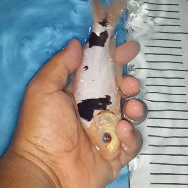 shiro doit murni 18 cm