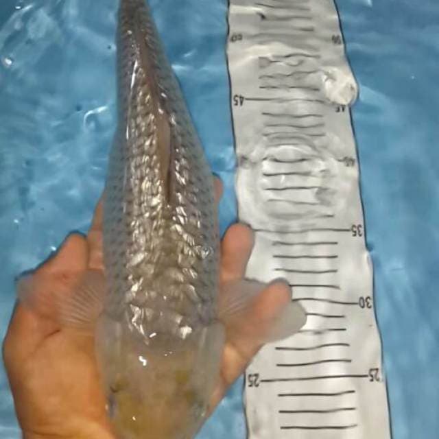 soragoi ginrin munuk 40 cm