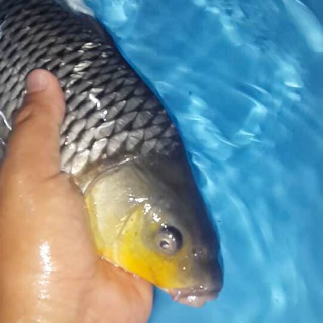 soraginrin 43 cm jantan