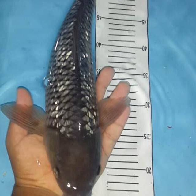 soraginrin 43 cm jantan