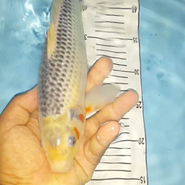 asagi moto aka 33 cm