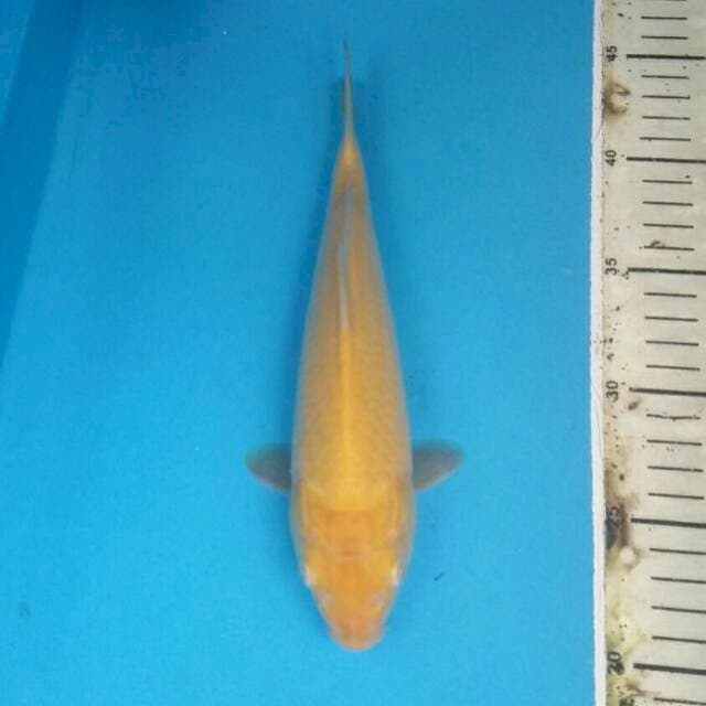 Karashi mata merah