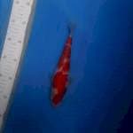 Kohaku bahan show original