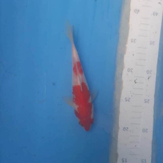 Kohaku nidan bahan keeping 
