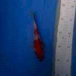 Kohaku nidan bahan keeping 
