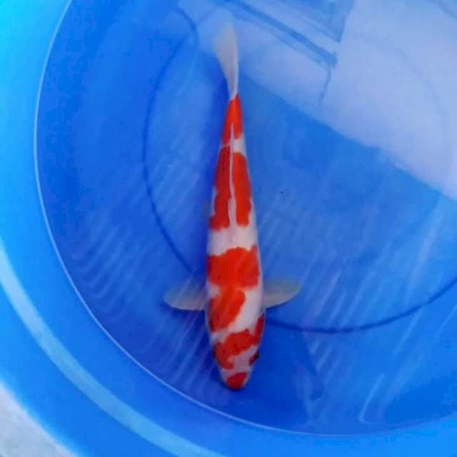 Kohaku bagus No cutting 