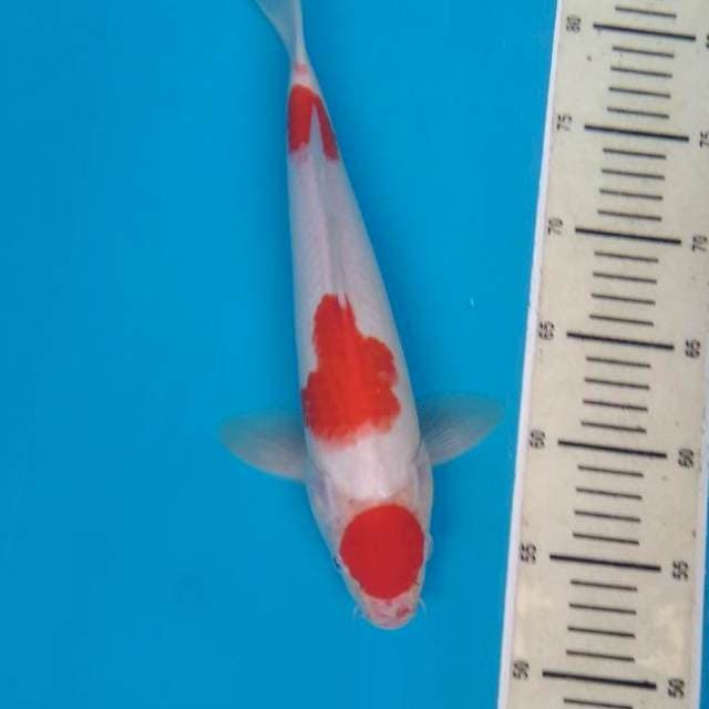 Kohaku