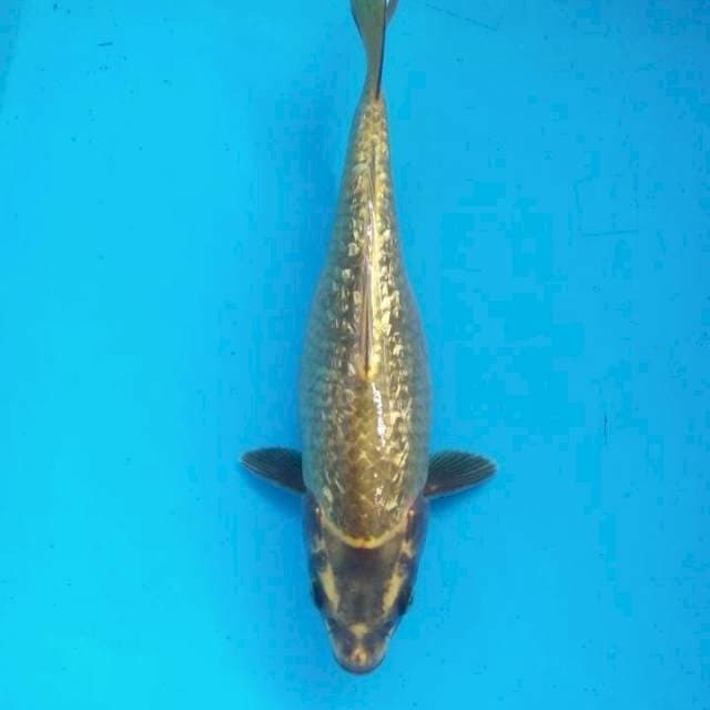 Mukashi ginrin