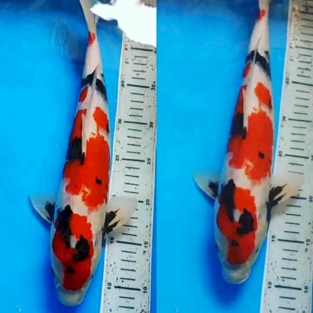 Taishow Shansoku 39cm
