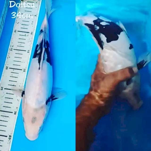 Shiro Doitsu 34cm