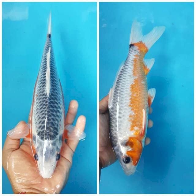 ASAGI MAASOOOK PAK EKO