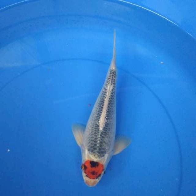 TANCHO GOSHIKI short body