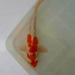 Kohaku SALE