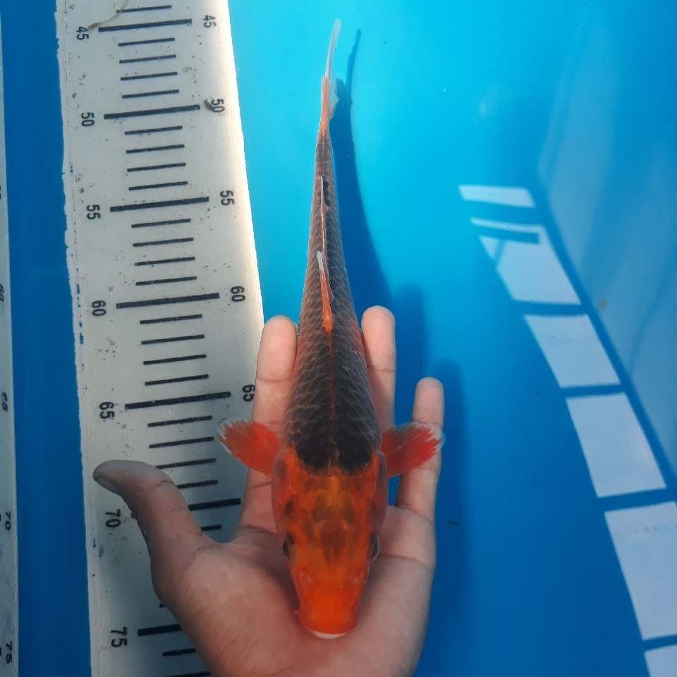 AKA MATSUBA (25cm)