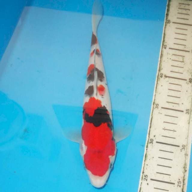 TSUBOSUMI SANKE