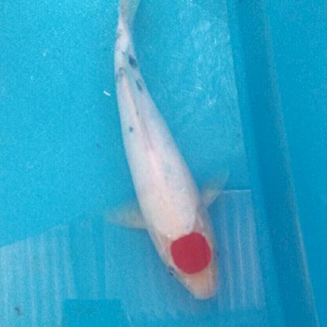 Tancho Sanke, 27cm