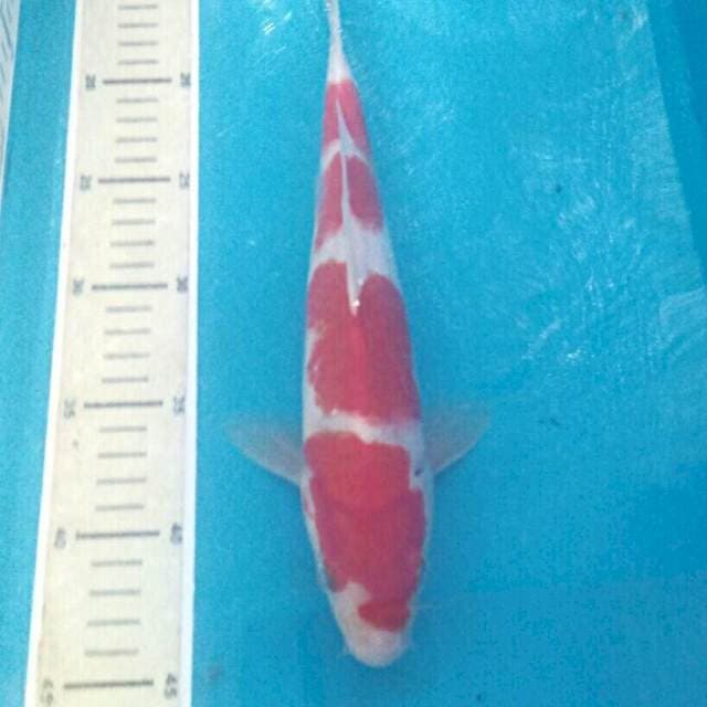 Kohaku, 29cm