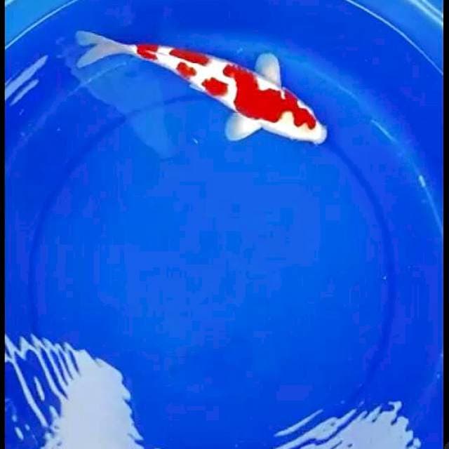 super kohaku 30cm (semoga laku tinggi)