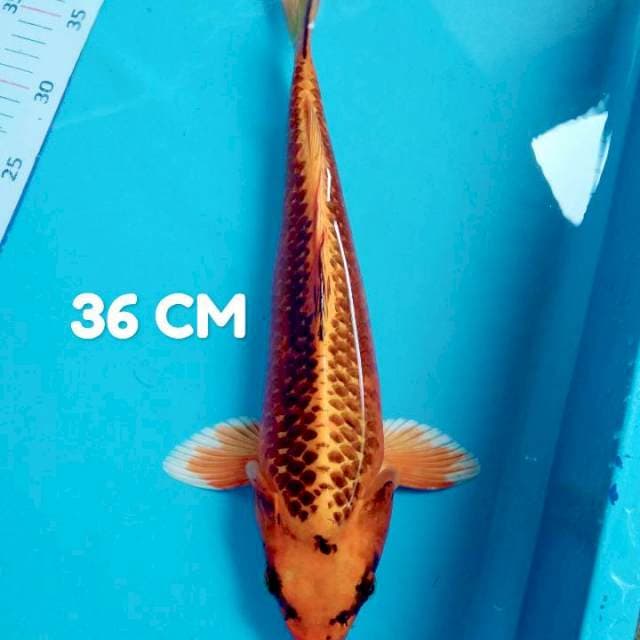 Punuk 39 CM