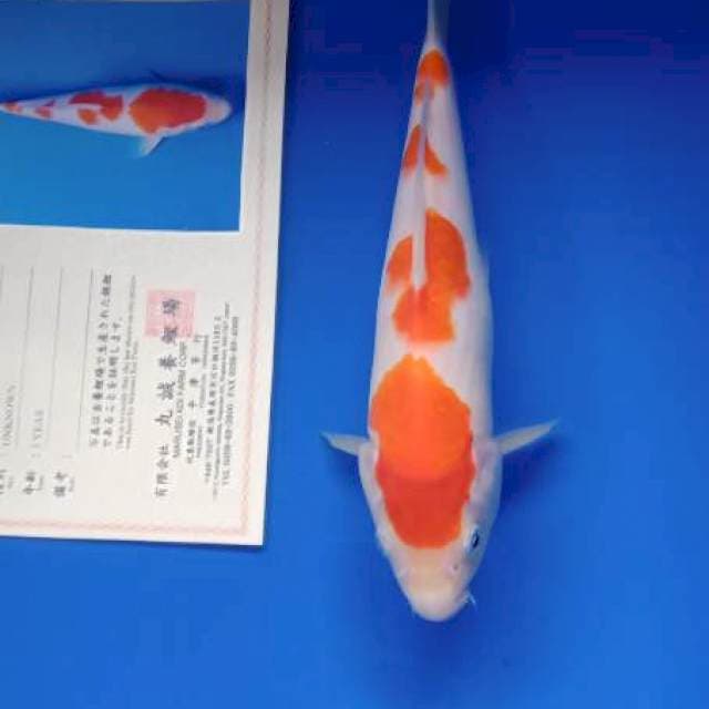 Kohaku import marusei farm
