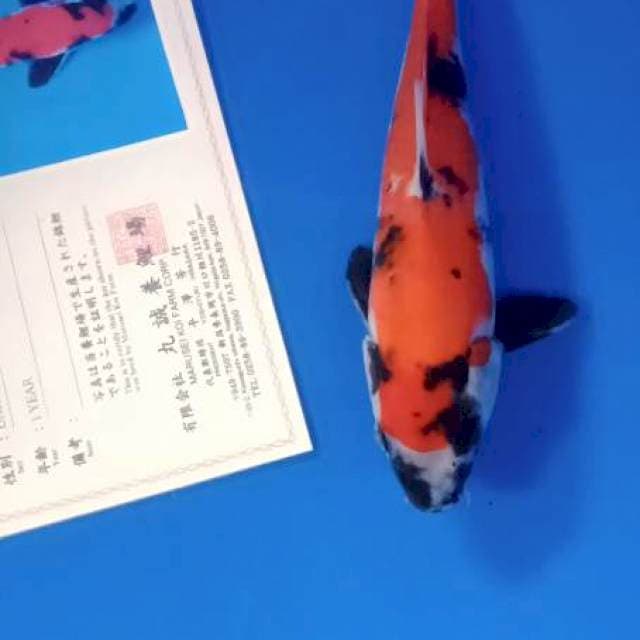 Showa import serty marusei