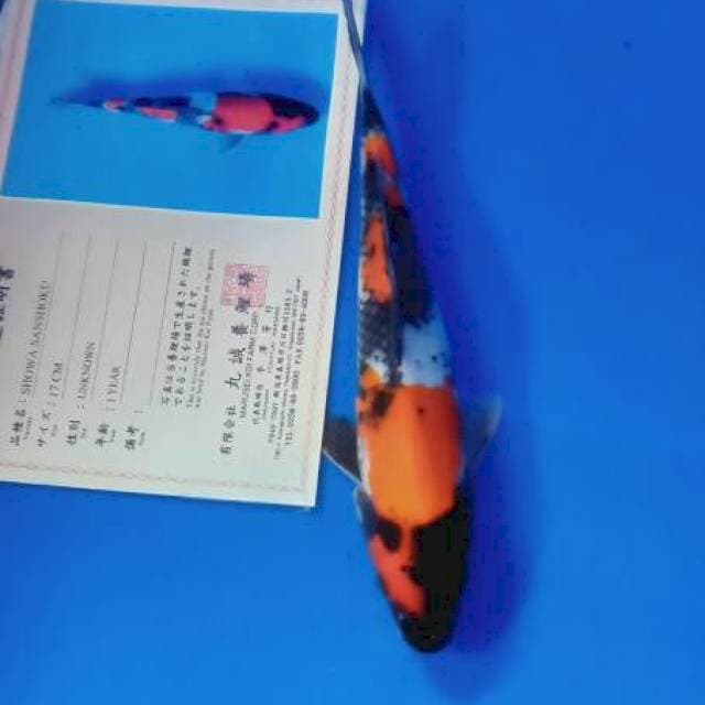 Showa import serty