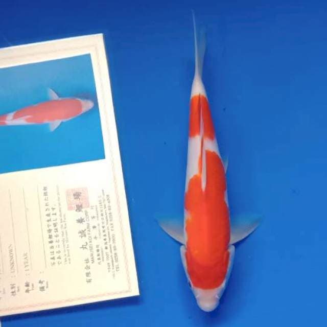 Kohaku import lengkap serty