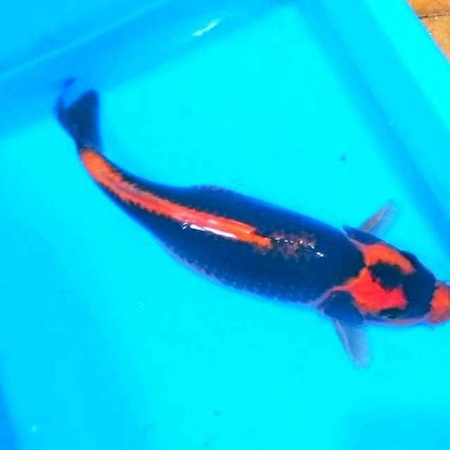 Female kabuto 30up