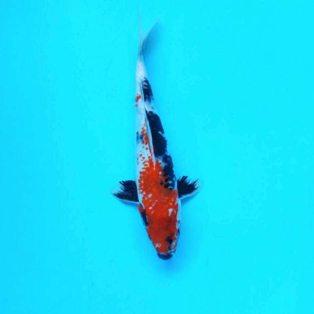 Kanoko Showa Kualitas ±27cm