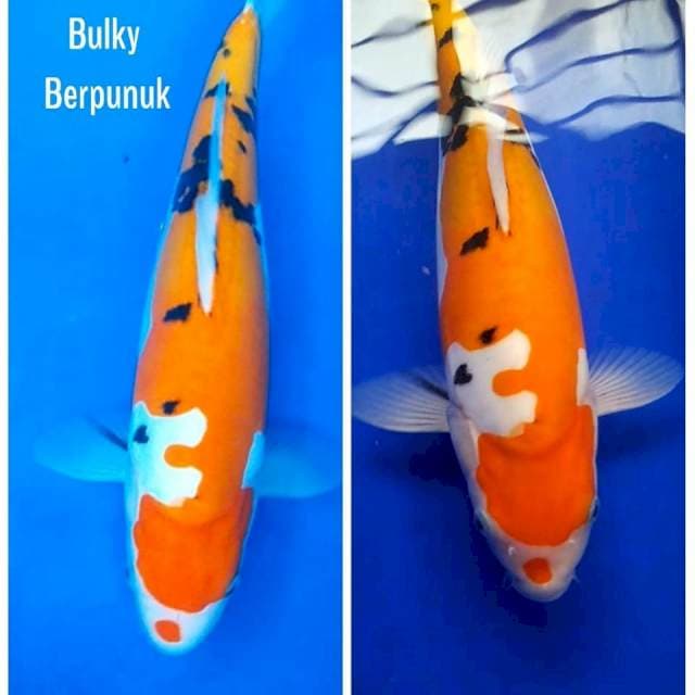 Shanks Doitsu Bulky 38cm