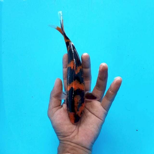 Hi Utsuri ± 22cm