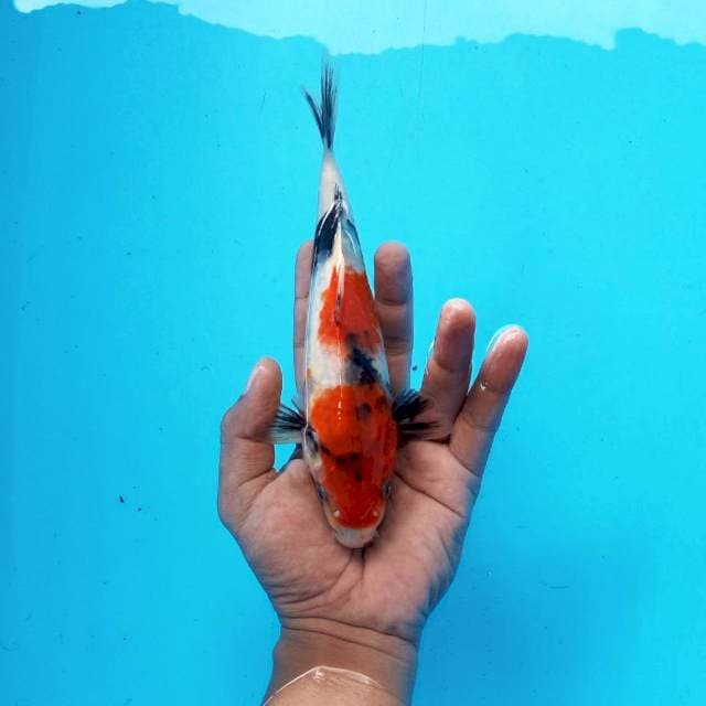 Showa Shansoku ±22cm