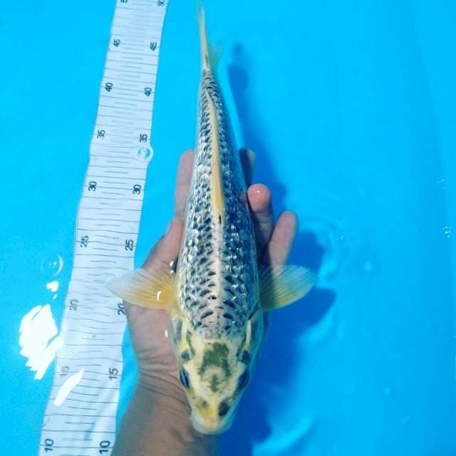 Mukasi ogon 34cm