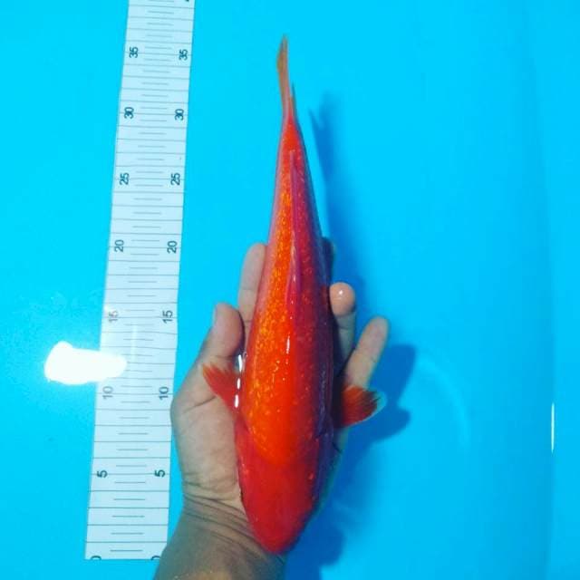 Benigoi male 32cm 